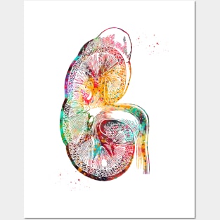 Kidney section Posters and Art